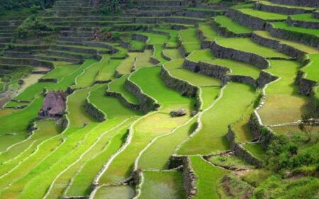 Cerejeiras em Flor no Japão e Tailândia em Grupo.