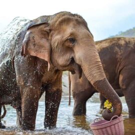 Santuário de elefantes
