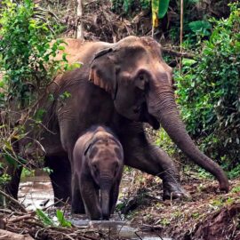 MandaLao Elephant Conservation