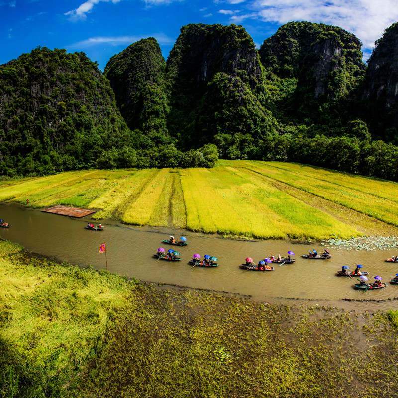 campo de arroz Tam Coc
