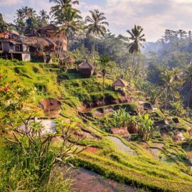 Spettacolari risaie a Ubud