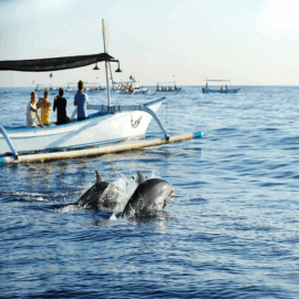 Wild Dolphin Tours Lovina