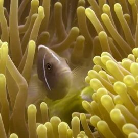 Bucear en Chumphon Pinnacles