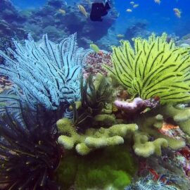 Snorkel en Koh Bangu