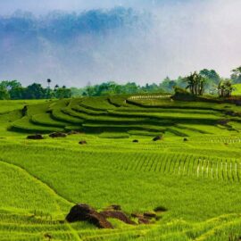 La natura di Pu Luong