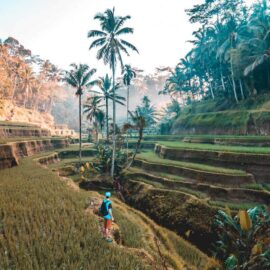 Terraços de arroz de ubud