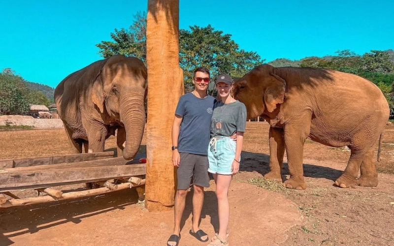 Conecte-se com elefantes resgatados no WFFT