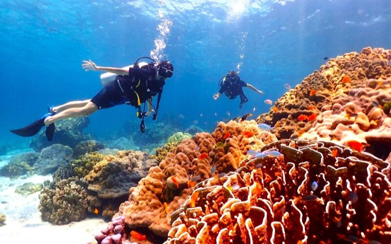 Explore as maravilhas subaquáticas nas águas tropicais e mornas