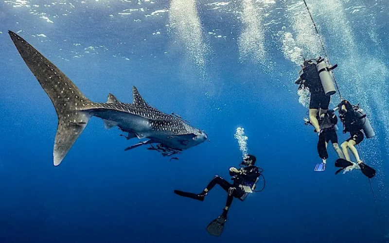 <em>Snorkel é fácil de experimentar e uma forma leve e divertida de curtir o mar</em>