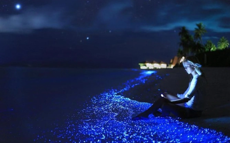 Passeio com plâncton revela mar brilhante