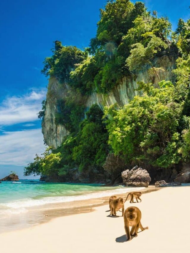 Monkey Beach Koh Phi Phi – Aventuras e Encantos que Todo Brasileiro Precisa Conhecer