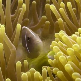 Chumphon Pinnacles diving site