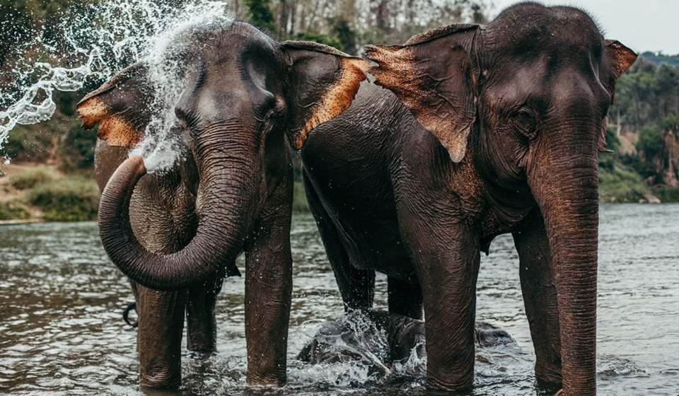 mandalao elephant center