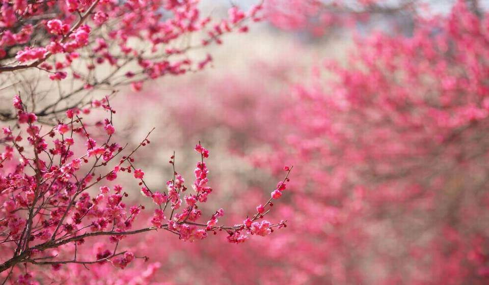 cherry blossom in tet