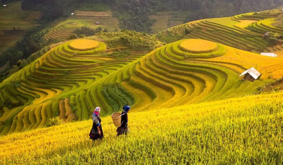 Mu Cang Chai