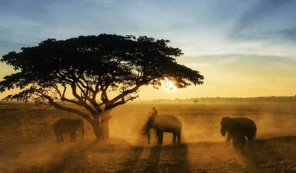 elephant conservation center thailand