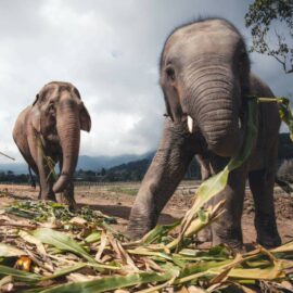 elephant sanctuary in Thailand