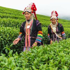 doi mae salong hilltribe
